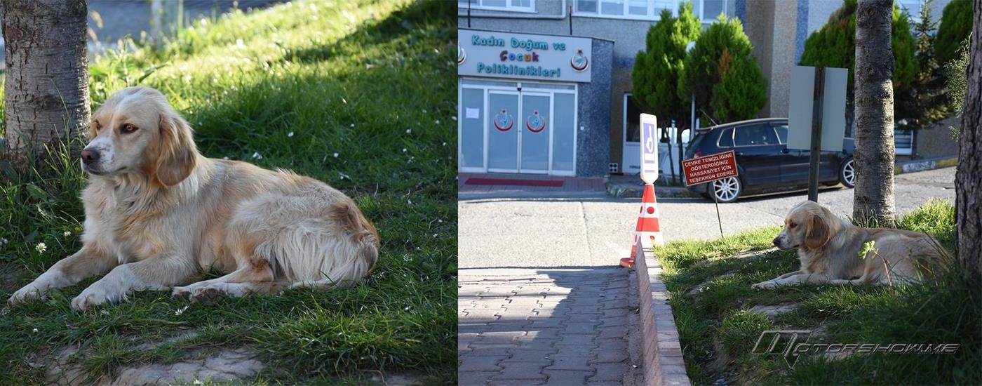 بالصور: كلب ينتظر صاحبه 5 أيام أمام المستشفى الذي نقل إليها!